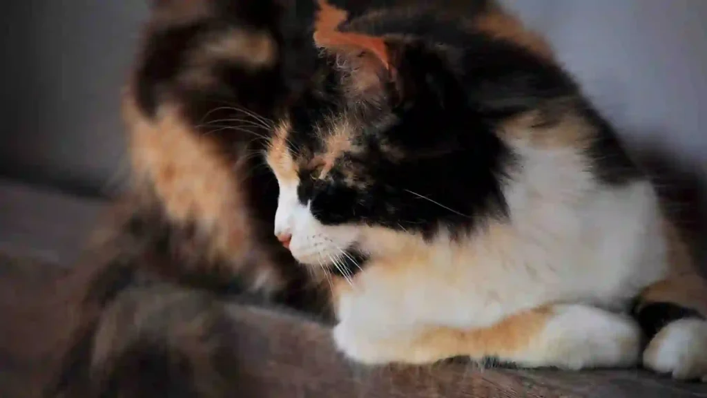 Calico Cat 2 1