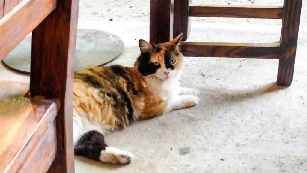 Calico Cat