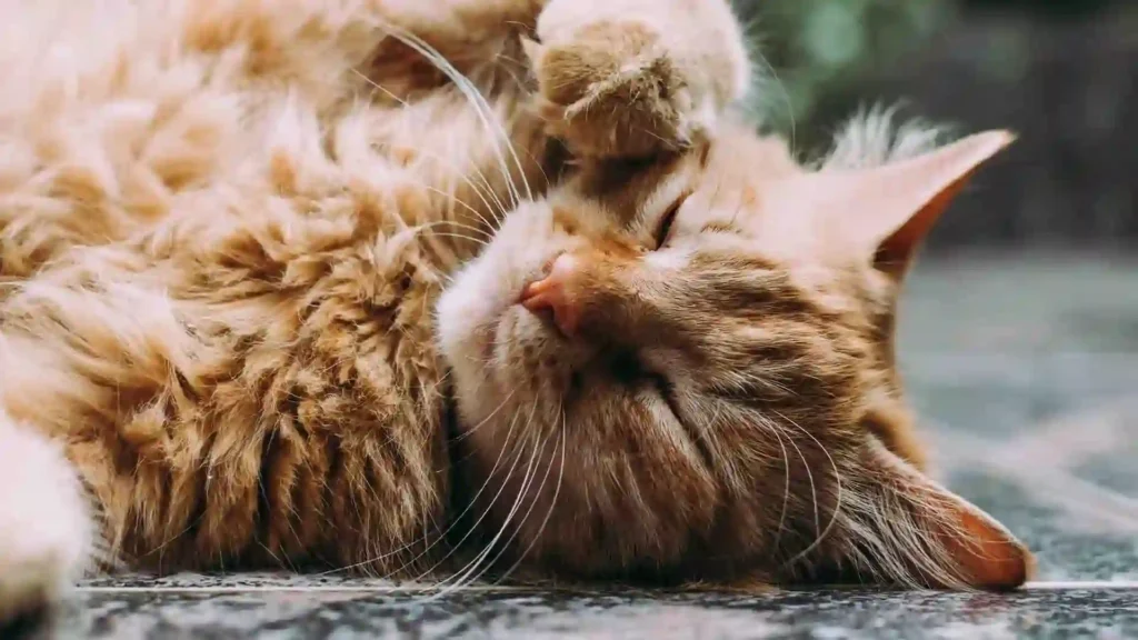 Cymric Cats