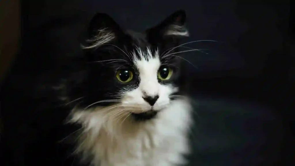 Cymric Cats