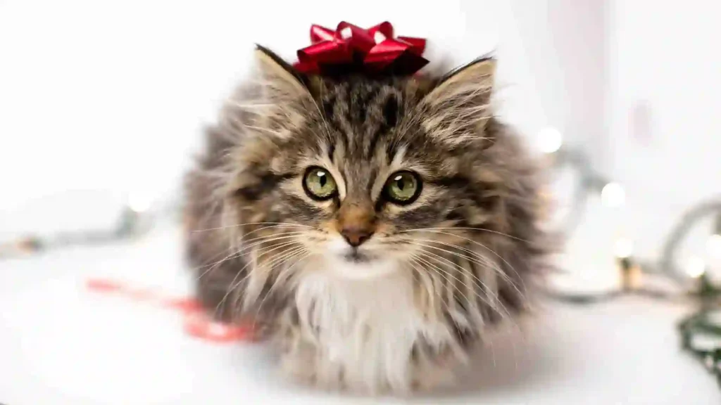 Maine Coon Cat