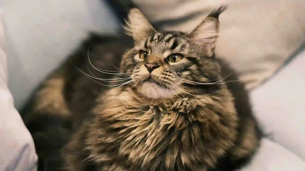 Maine Coon Cat