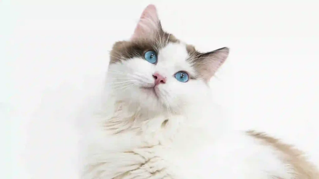 Ragdoll