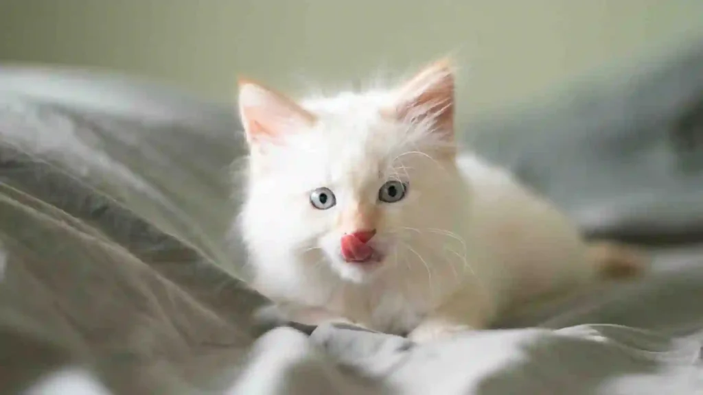 Ragdoll