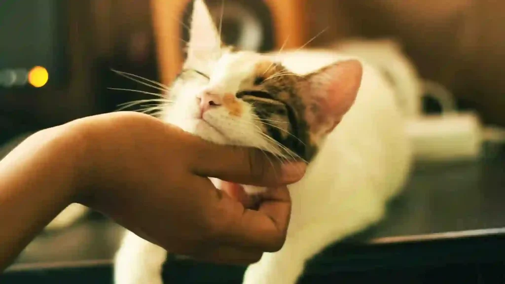 Burmilla