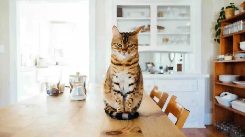 Burmilla Cat 3 1