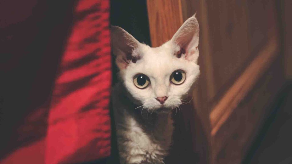 Devon Rex