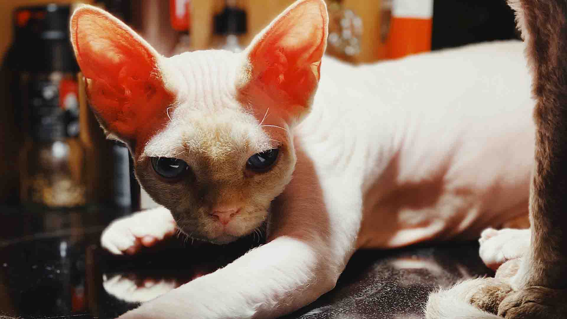 Devon Rex