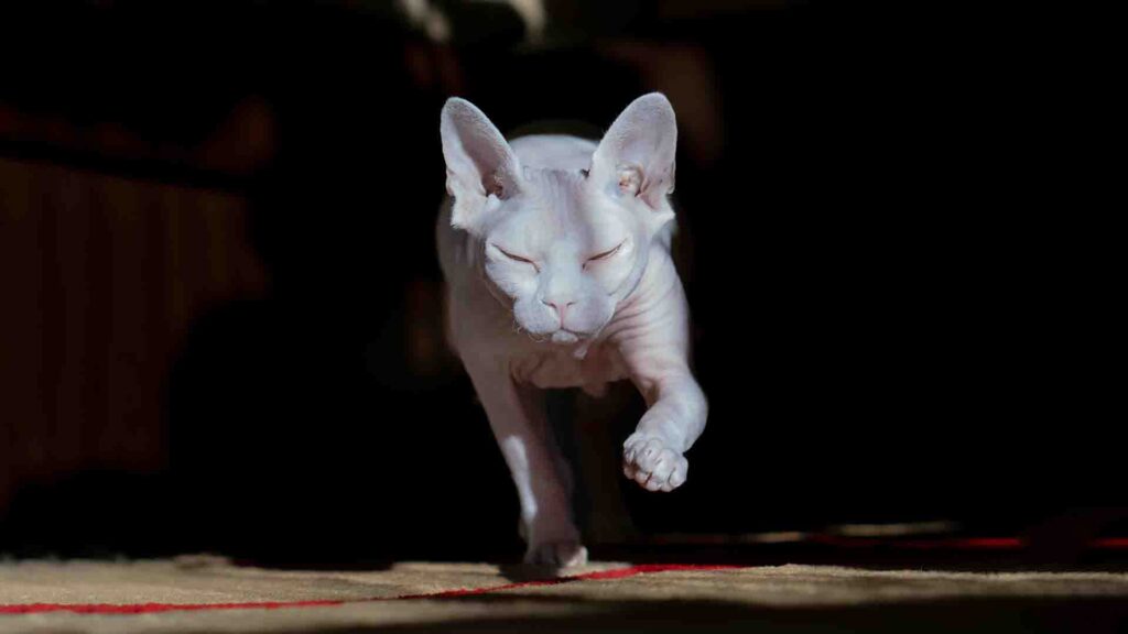 Devon Rex