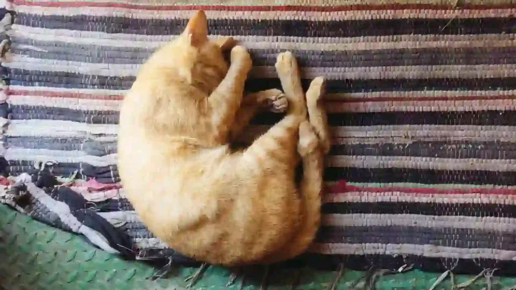 Brown Cat