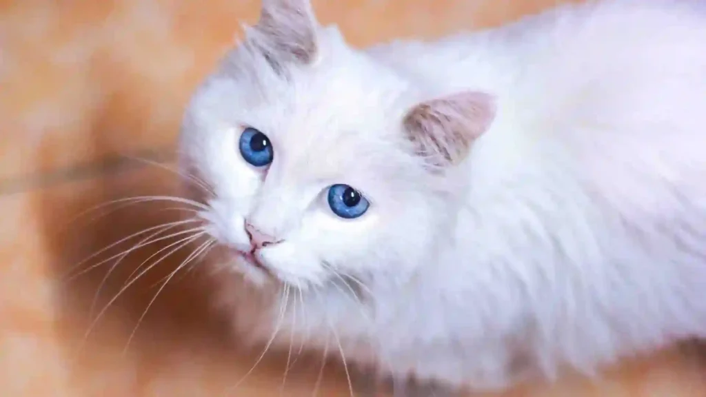 White Cat with blue eyes