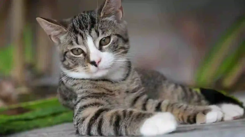 Egyptian Mau cat