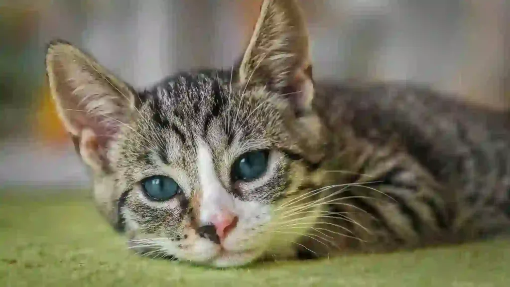 Egyptian Mau cat