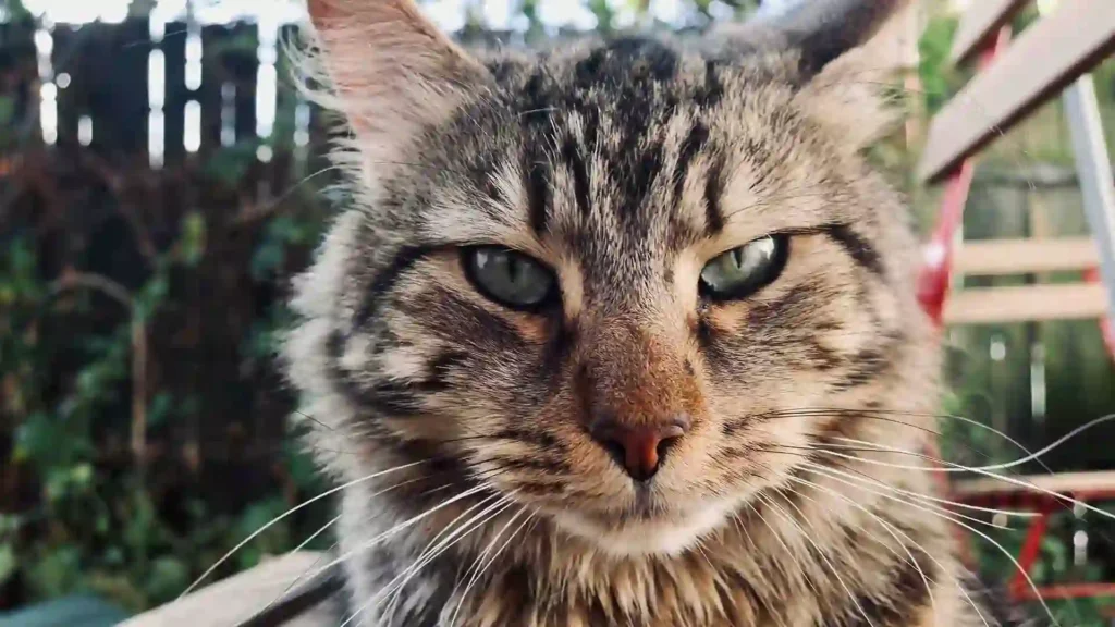 Siberian Cats
