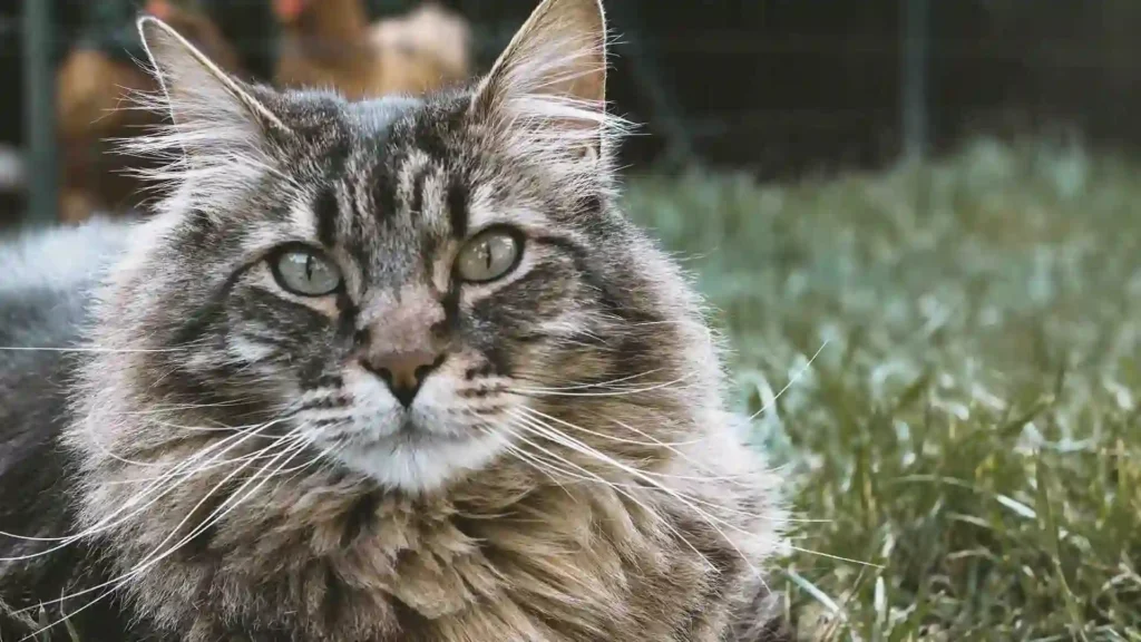 Siberian Cats