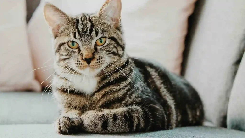 How Cats Bring Positivity in Ones Life 2