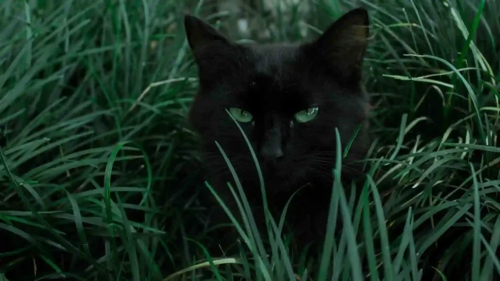 How Cats Bring Positivity in One’s Life